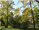 Золотая осень Золотая осень